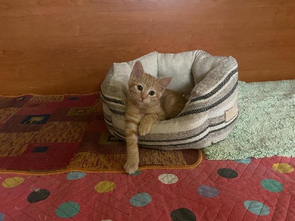 Nala e Ribes, cercano casa - media 7